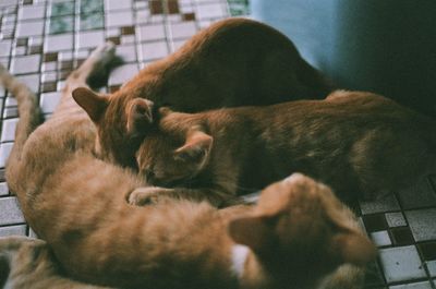 Close-up of a sleeping cat