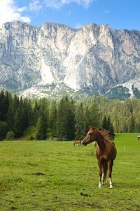 Horse on field against mountain range