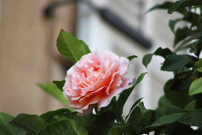 Close-up of pink rose