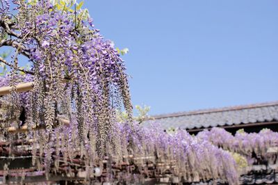 Low angle view of cherry blossoms against clear sky