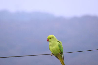 Low angle view of parrot perching on cable against sky