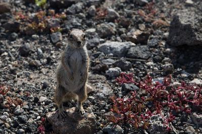 Close-up of squirrel on rock