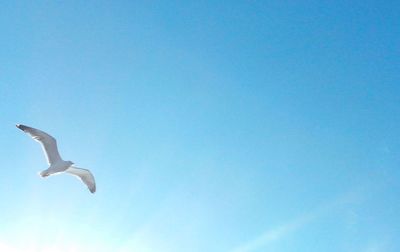 Low angle view of seagulls flying against clear blue sky