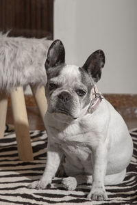 Old french bulldog sitting on the zebra rug on the floor.vertical picture