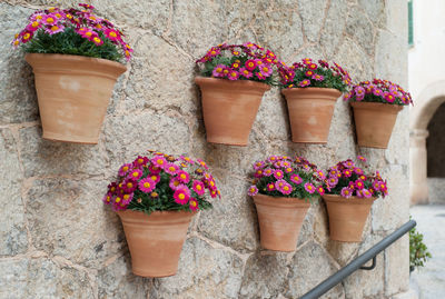 Pink daisy flowers growing in pots hanging from wall at valldemossa