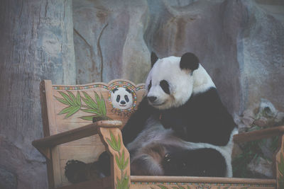 Bamboo sitting on wood at zoo