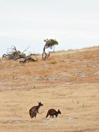 Kangaroos grazing