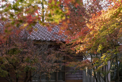 Trees and plants by house during autumn