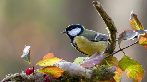 Close-up of bird perching on a plant