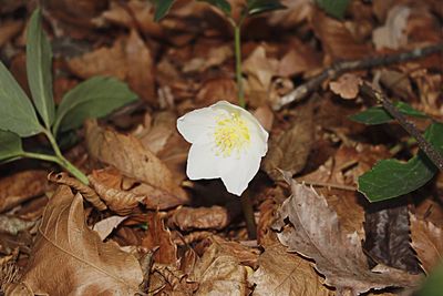 Close-up of flower blooming outdoors