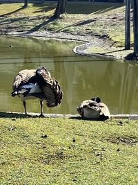 View of birds on lake