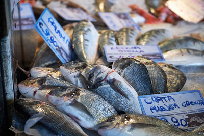 Fresh fishes with price tags in market