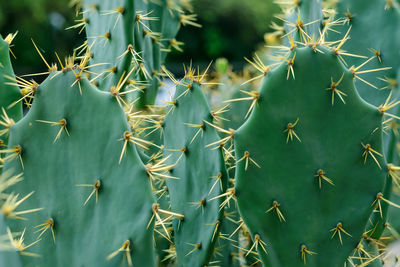 Full frame shot of succulent plants