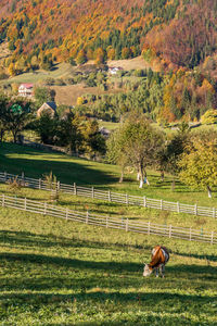 View of sheep grazing on field