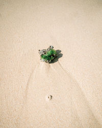 High angle view of small plant on sand
