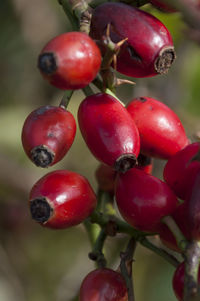 Close-up of red berries on tree