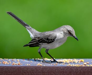 Close-up of seagull perching