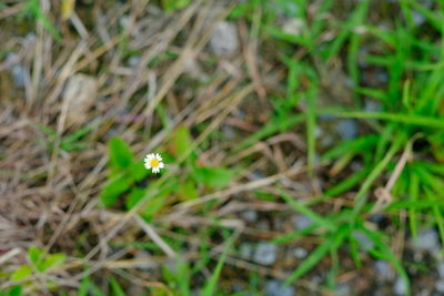 Close-up of white flower blooming in field