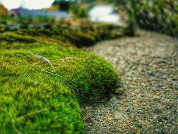 Close-up of grass growing on field