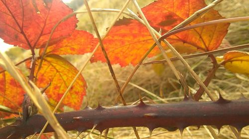 Close-up of autumnal leaves on tree