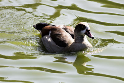 Cute duck swimming in the lake