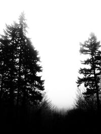 Low angle view of silhouette trees against sky