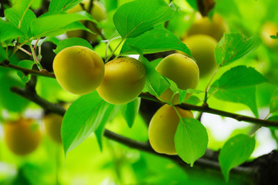 Close-up of fruits growing on tree