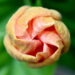 Close-up of red rose