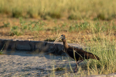 Side view of a bird on land