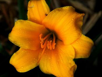 Close-up of yellow flower