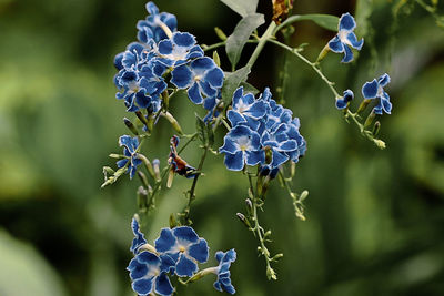 Close-up of purple flowering plant