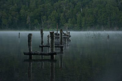 Scenic view of lake in forest