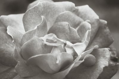 Close-up of rose blooming outdoors