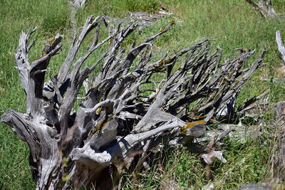 Dead tree on field in forest