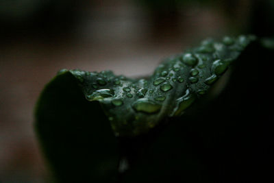 Close-up of wet leaf