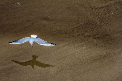 High angle view of bird flying over sand