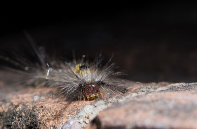 Macro shot of spiked caterpillar on stone