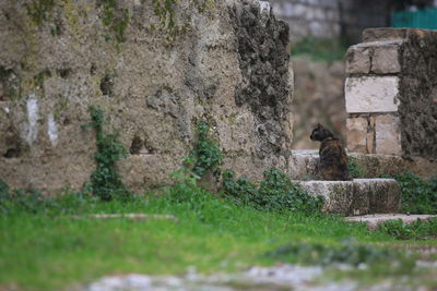 View of an animal on wall