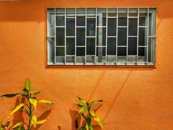 Plants growing on wall of building