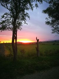 Silhouette of tree on field against sky at sunset