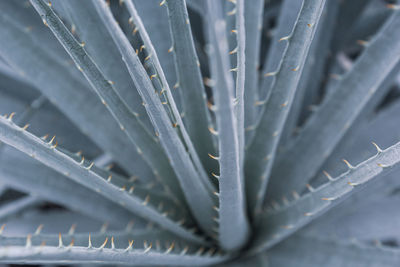 Full frame shot of succulent plant