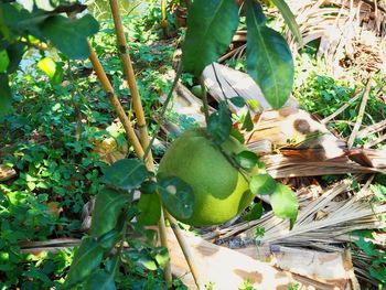 Close-up of fruits growing on field