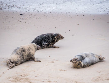 View of seals on beach