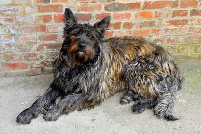 Portrait of a dog on wall