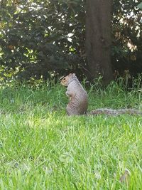 Snake on field