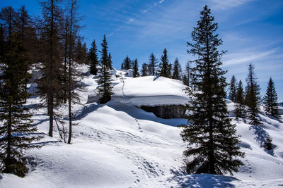 Snow covered pine trees in forest against sky