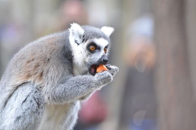 Close-up of monkey