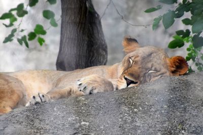 Low angle view of lion resting on rock