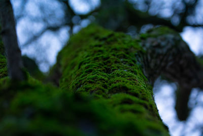 Close-up of moss growing on tree trunk