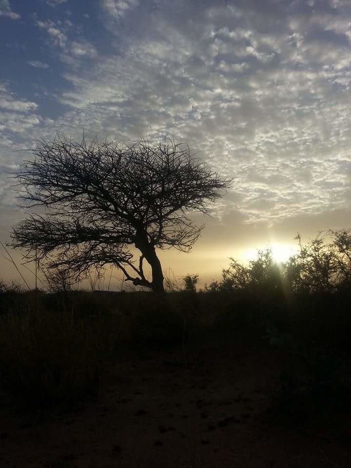 SILHOUETTE OF TREES ON LANDSCAPE AT SUNSET